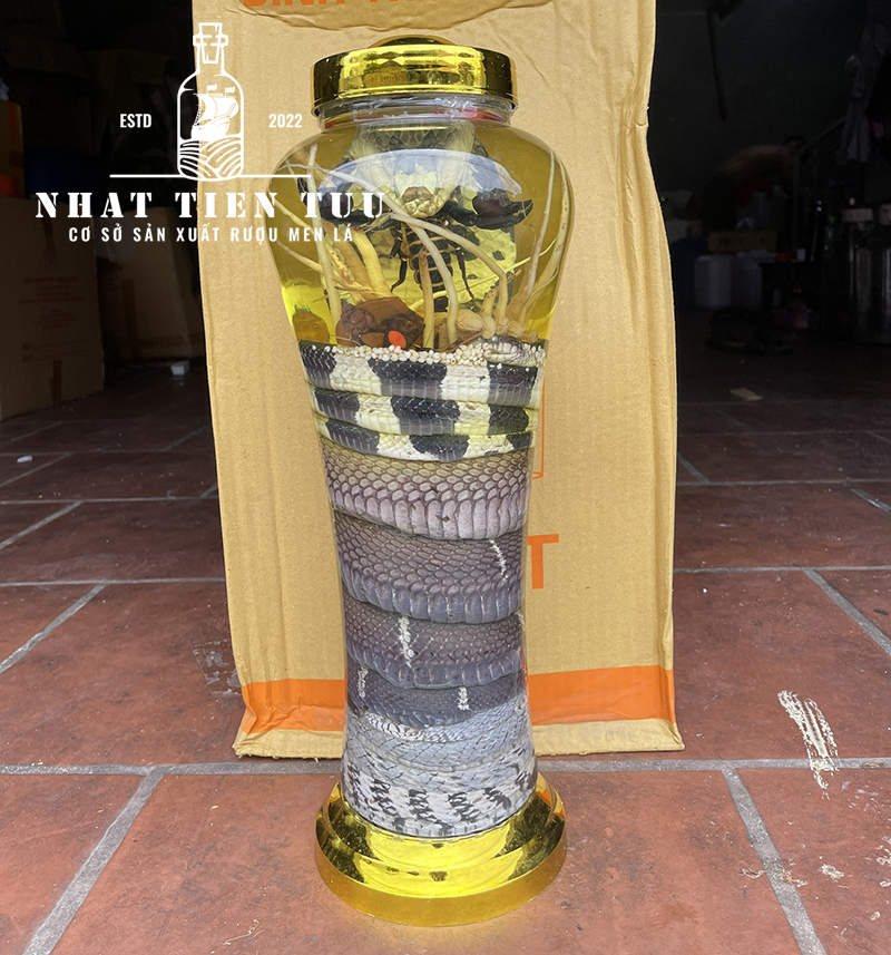 Có nên mua rượu rắn làm quà biếu không 05