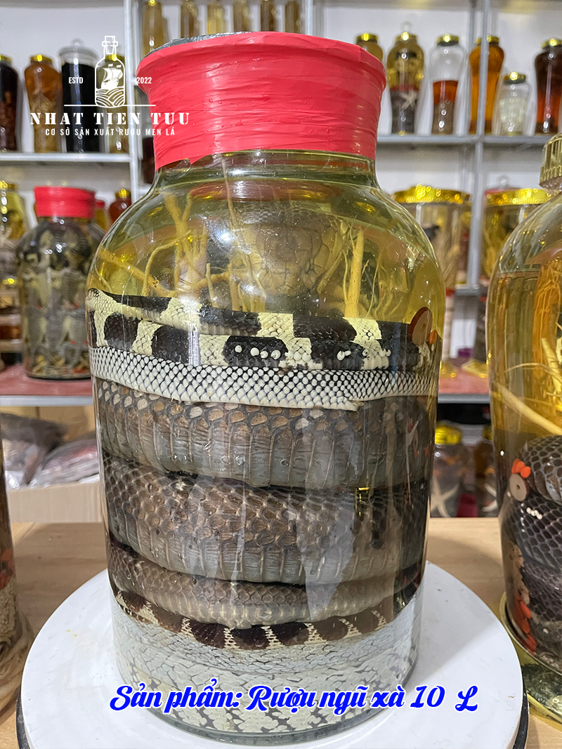 công dụng của rượu rắn 04