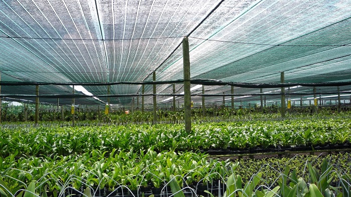 Kỹ thuật trồng rau bằng giá thể 03