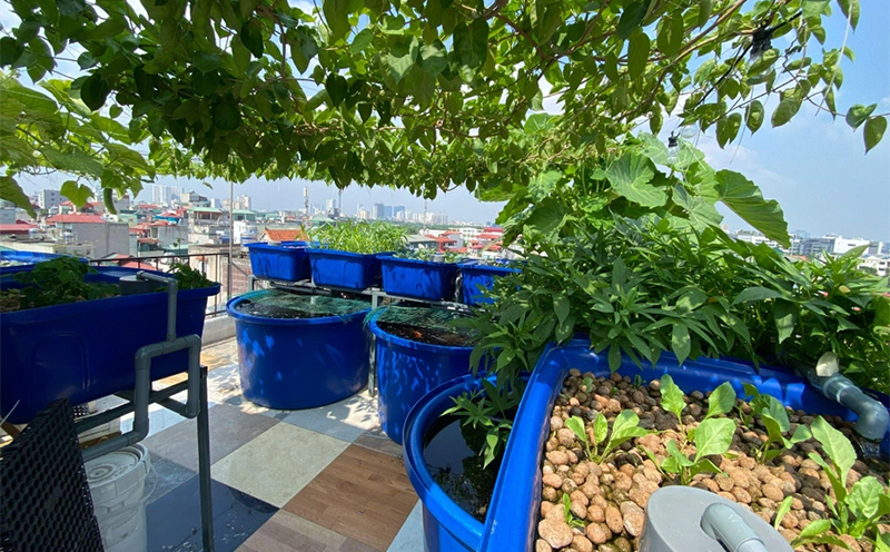 Kỹ thuật trồng rau bằng giá thể 05