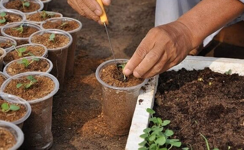 Kỹ thuật trồng rau bằng giá thể 06