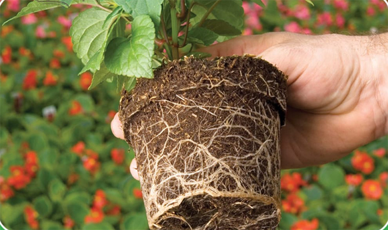 Kỹ thuật trồng rau bằng giá thể 07