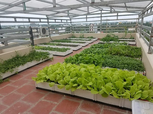 Mẹo Giúp Rau Trên Sân Thượng Xanh Tốt