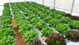 noi-tiet-to-la-gi-dau-hieu-roi-loan-cach-can-bang