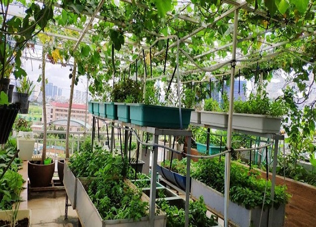 Trồng rau trên sân thượng 04