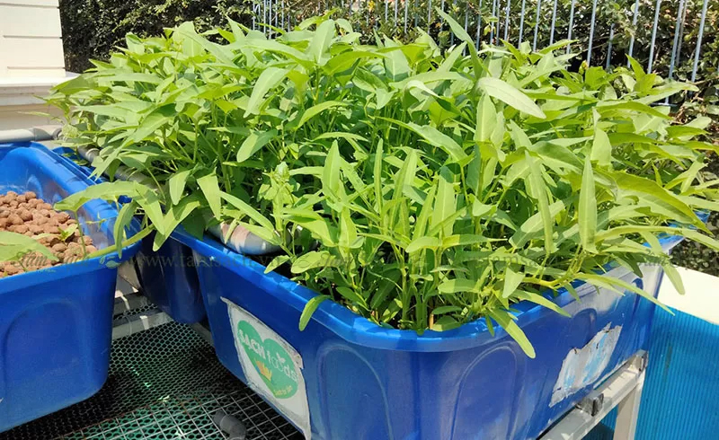 Cách trồng rau muống 04