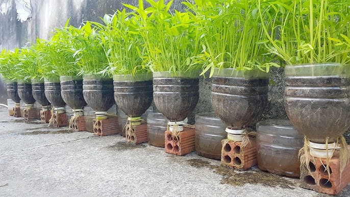 Cách trồng rau muống