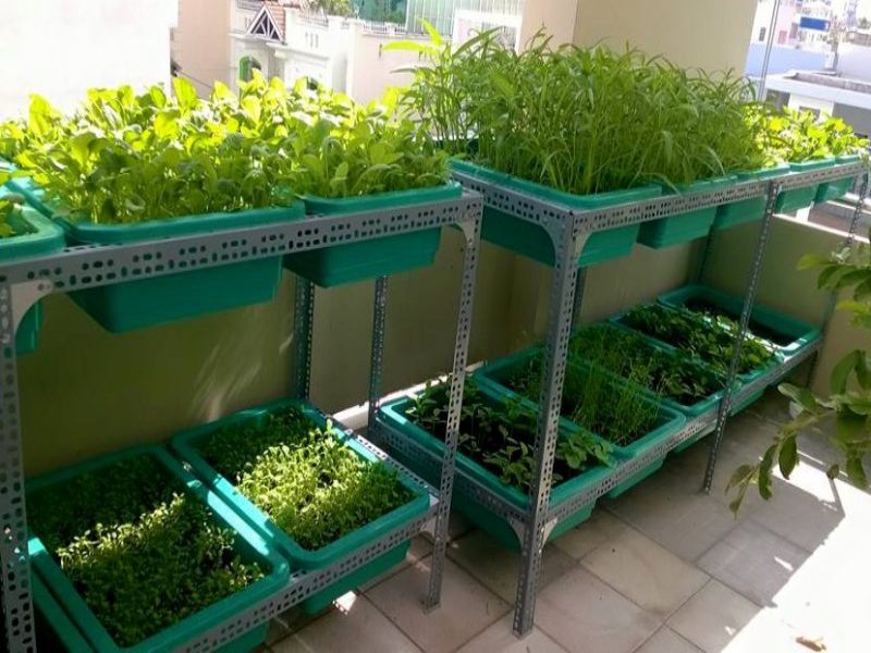Trồng rau trên ban công 02