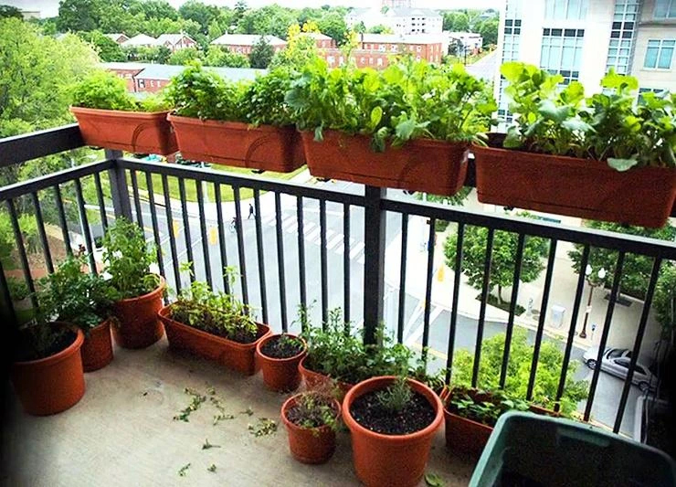 Trồng rau trên ban công 03