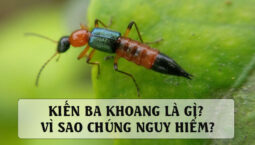 Kiến Ba Khoang Cắn: Dấu Hiệu Nhận Biết & Cách Xử Trí Nhanh Chóng, An Toàn 18 code-all-star-tower-defense